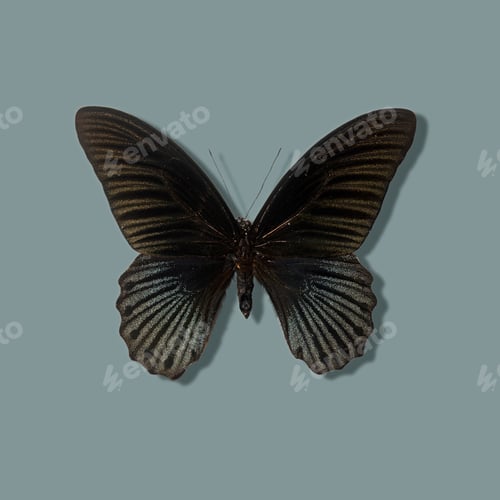 Preview: Close up of taxidermied butterfly