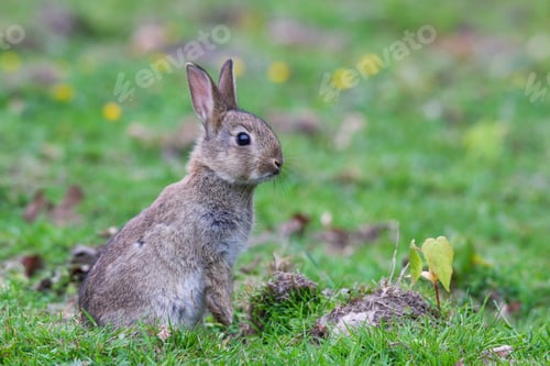 Preview: Closeup shot of a rabbit resting in a grassy field