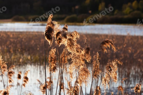 Preview: Pampas grass on the lake or river.