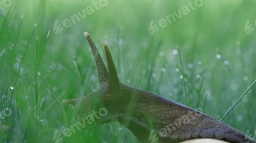 Preview: A snail sitting in the green summer grass.Creative. An insect with long thick whiskers sits in the