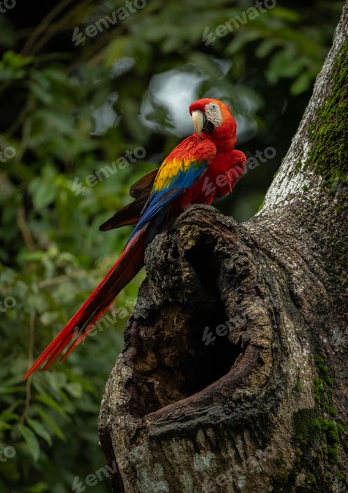 Preview: Scarlet Macaw in Costa Rica