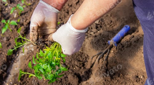 Preview: woman farmer planting seedlings of pepper in a greenhouse.