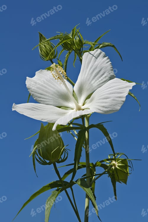 Preview: Scarlet Rose Mallow (Hibiscus Coccineus). Called Texas Star, Brilliant Hibiscus And Scarlet