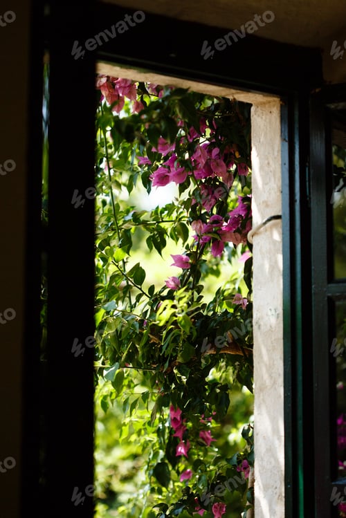 Preview: Blossoming pink bougainvillea flowers in window of villa, view from home, vacation tranquility