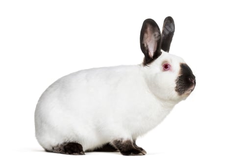 Preview: Russian rabbit sitting against white background