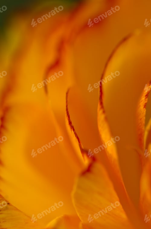 Preview: leafs of the blossom of an orange buttercup, macro