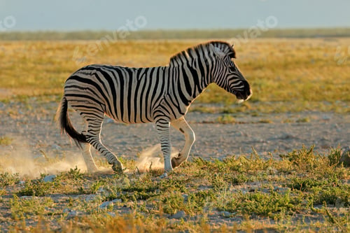 Preview: Plains zebra in dust at sunrise
