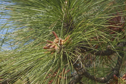 Preview: Longleaf Pine (Pinus Palustris). Called Southern Yellow Pine Also