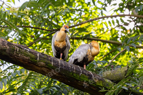 Preview: Two ibis birds resting on a tree branch.