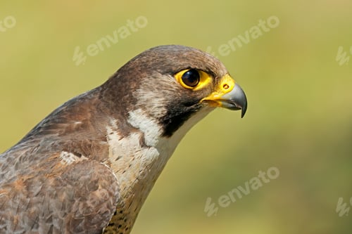 Preview: Lanner falcon portrait - South Africa