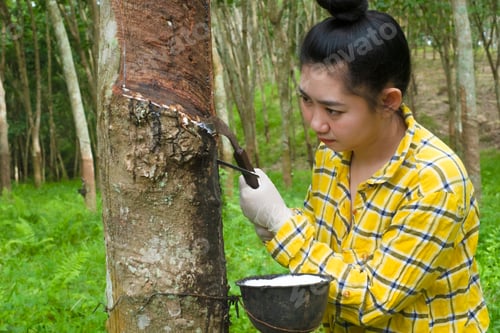 Preview: gardener women tapping latex from a rubber tree