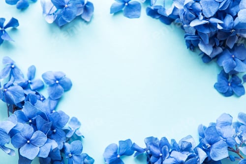 Preview: Blue hydrangea flowers