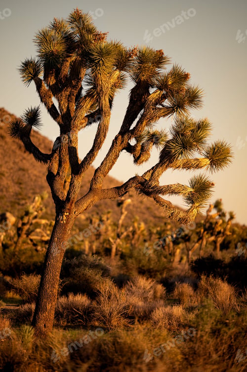Preview: Joshua tree in desert landscape during sunset