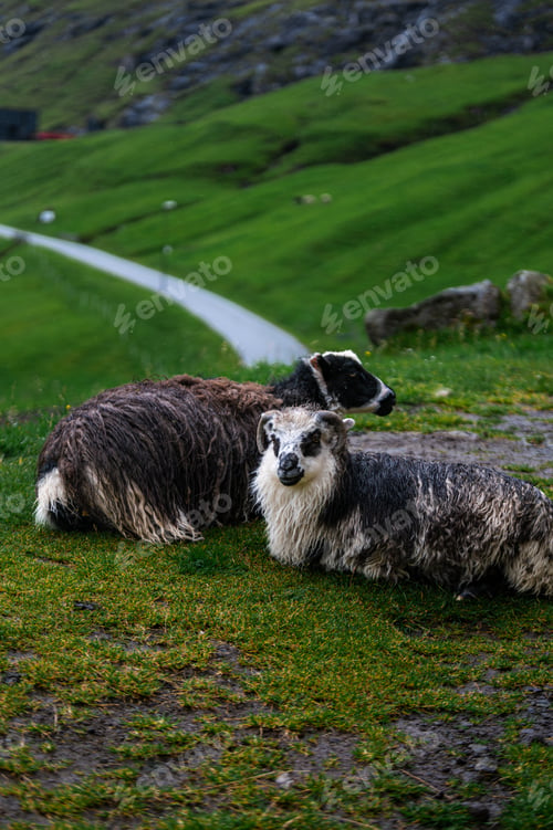 Preview: Sheep Near Saksun on Streymoy in Faroe Islands