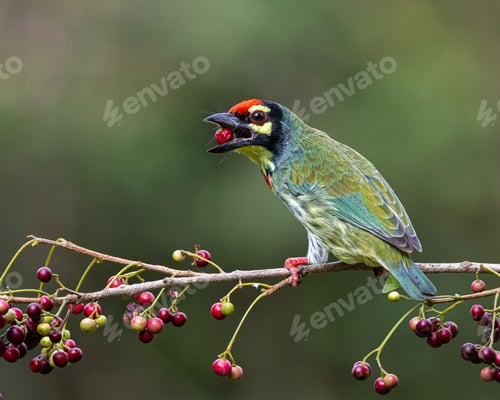 Preview: Coppersmith Barbet bird perching on tree branch
