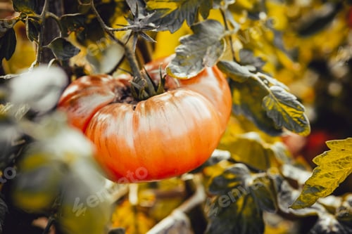 Preview: A large ripe tomato grows on a branch