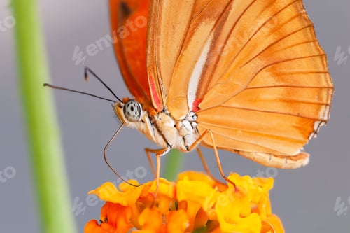 Preview: Julia heliconian butterfly sipping the nectar of a goldenrod flower with blur background