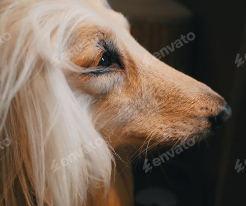 Visualização: The dog