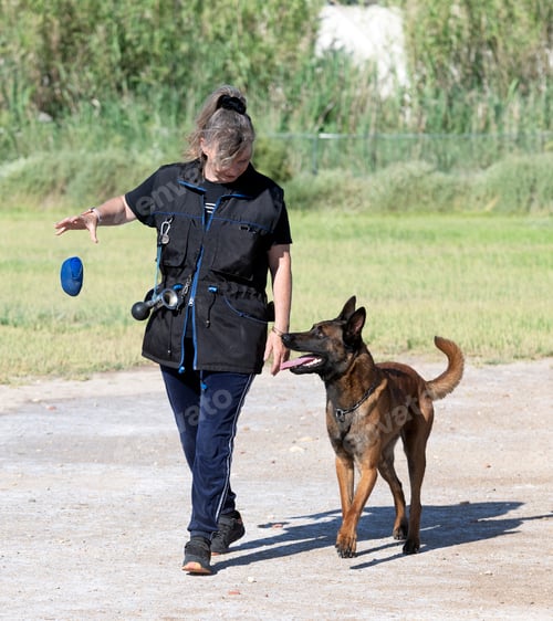 Preview: woman and malinois
