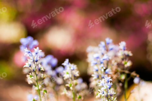 Preview: Spring time nature background - tender blue purple flowers in the spring garden