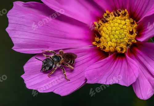 Preview: Closeup of a sweat bee on a purple garden cosmos flower in a field