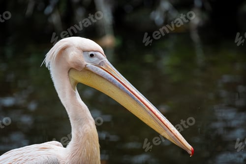 Preview: Close-up shot of a Great white pelican standing in shallow waters