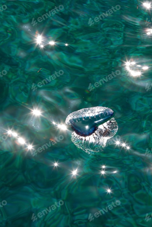 Preview: Sparkling waters kiss the edge of an inflatable ring on a sunny day