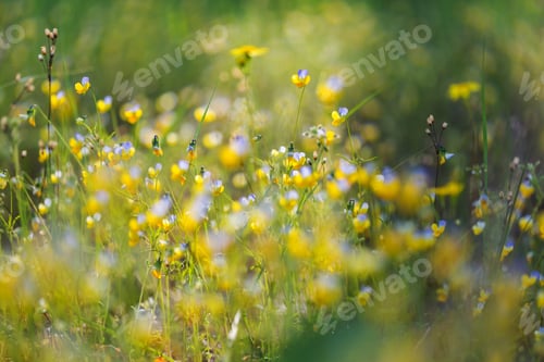 Preview: Wildflowers