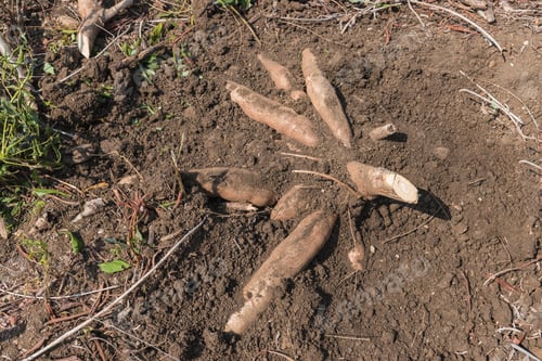 Preview: Cassava root or manioc plant field,harvesting agricultural products