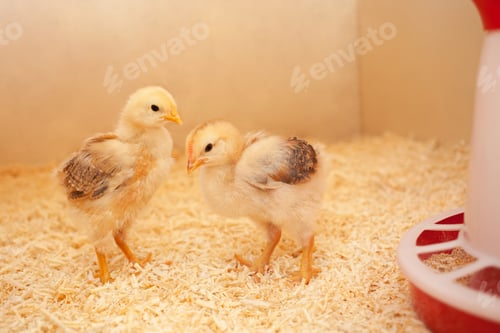 Preview: Small chicks in wooden chicken coop, copy space, indoors. Beautiful newborn birds.