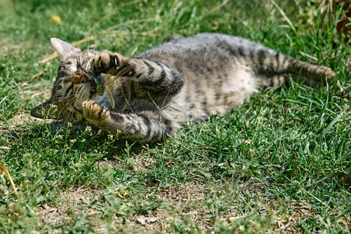 Preview: Funny tabby cat playing with captured dragonfly in green grass.