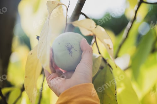 Preview: Hand of a child picking a ripe asimina fruit growing on a paw paw tree