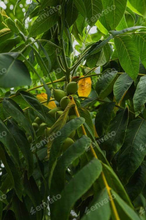 Preview: Close-up of vibrant orange tree with lush green leaves