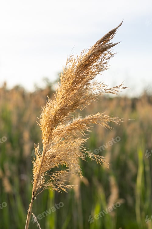 Preview: Dry grass reed grass close up against the sunset. Spring background