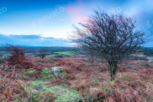 Rural Landscape with Tree and Ferns under Blue Sky