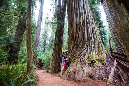 Preview: Sequoia