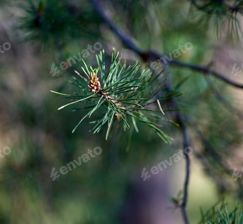 Preview: Green pine tree branch, selective focus