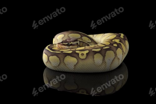 Preview: The colourful ball royal python isolated on black background