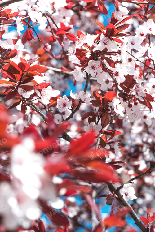 Preview: tree branch with buds background