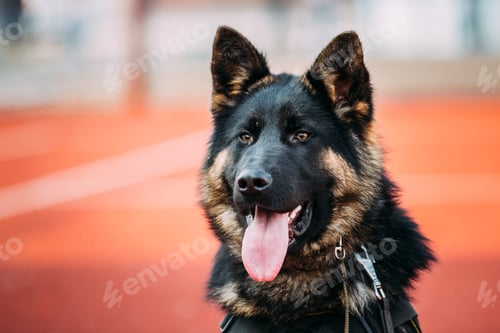 Preview: Close Up Young Alsatian Wolf Dog German Shepherd Dog.