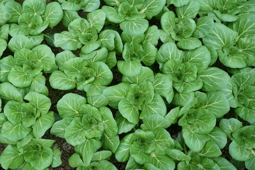 Preview: Green Bok Choy Plants Growing on Garden Soil