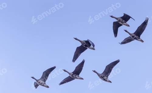 Preview: The group of Goose flying in the blue sky