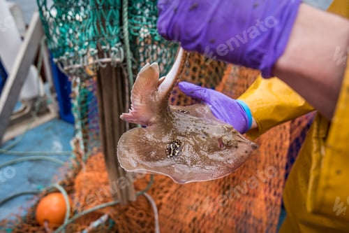 Preview: Sample catch of fish on deck of research ship