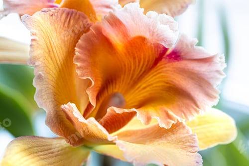 Preview: Close-up of Thai orchid on a blurred background, macro photography.