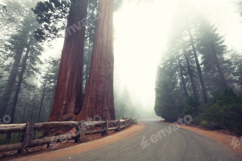 Preview: Sequoia