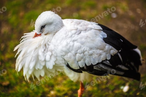 Preview: the stork hid the beak in its feathers