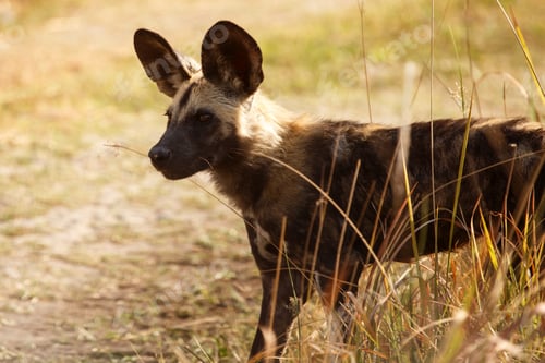 Preview: Wild Dog - Okavango Delta - Moremi N.P.