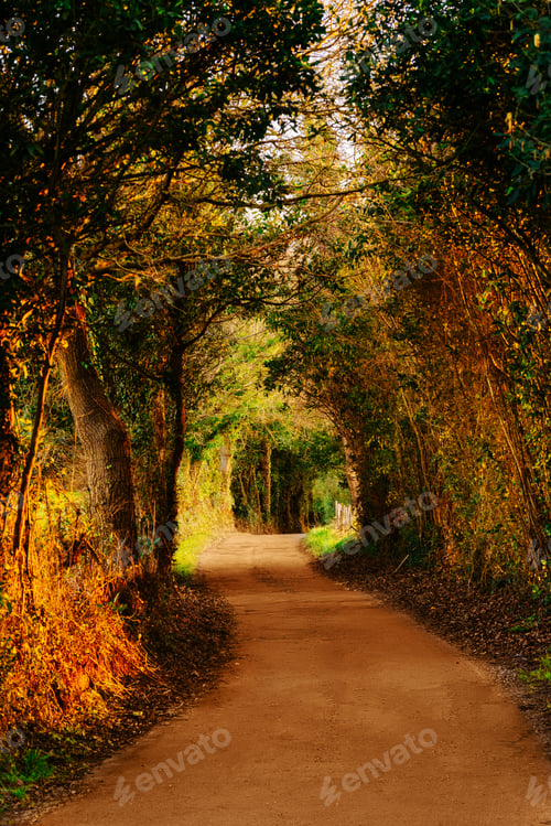 Preview: dirt road in the woods