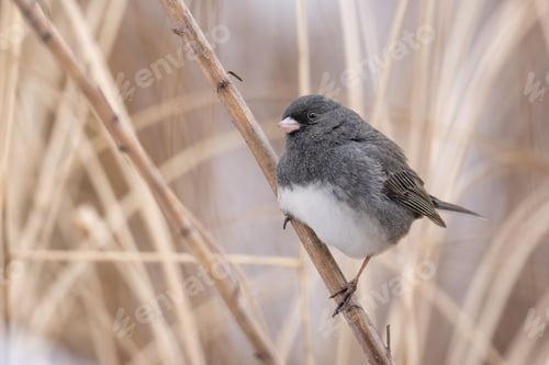 Preview: a Dark-eyed Junco perched on a branch with blurred background