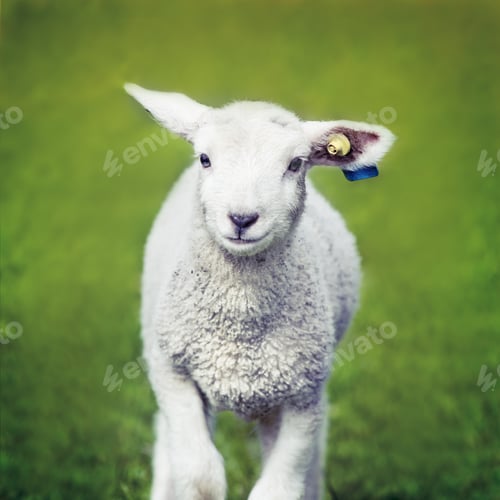 Preview: Happy Sheep